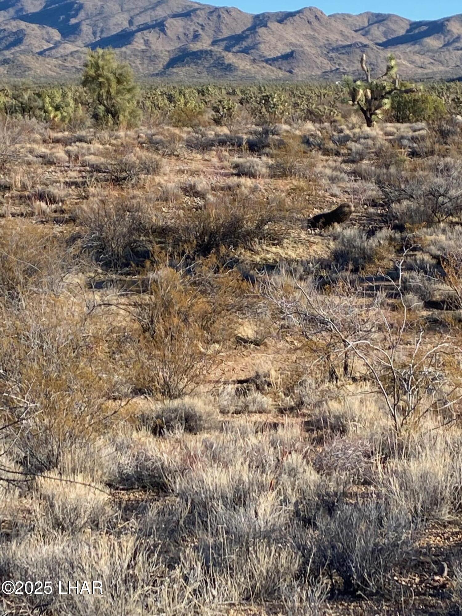 2082 South Roadrunner Road Yucca, AZ 86438 - Photo 8 of 14 IMG_3346