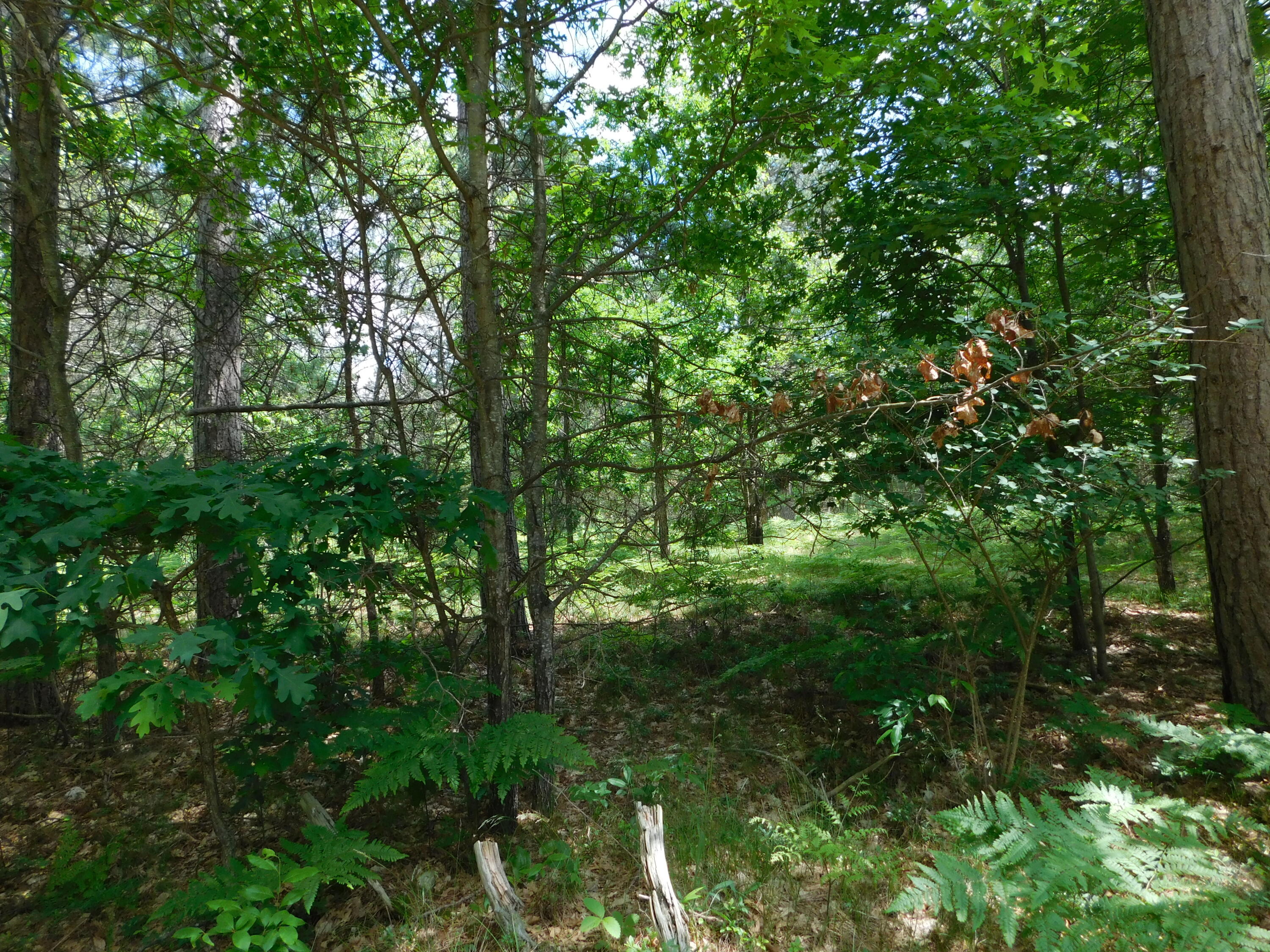 8727 South Oak Road Grayling, MI 49738 - Photo 31 of 40 Gallery Image 31