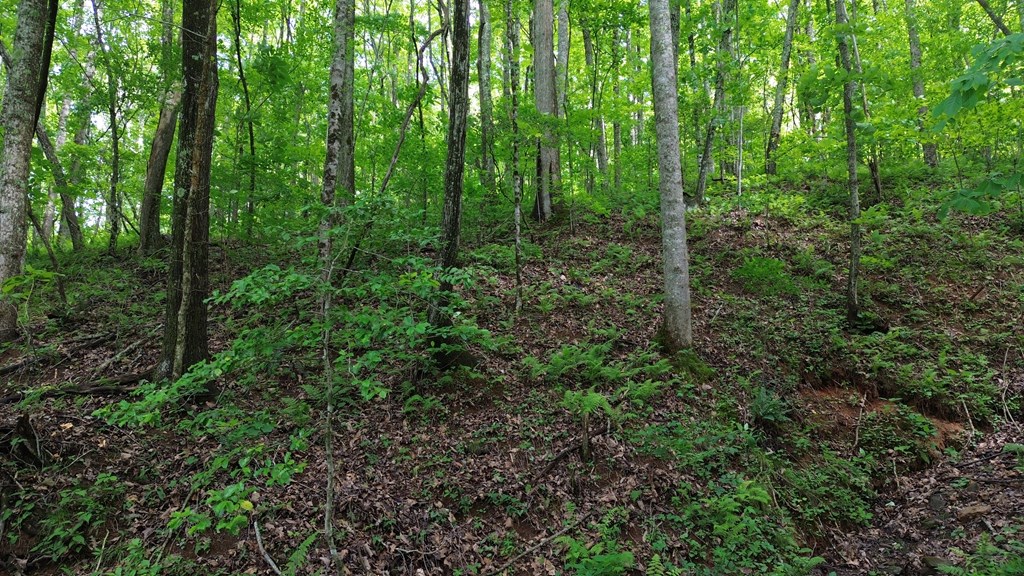 115 Calvender Road Turtletown, TN 37391 - Photo 5 of 23 a view of a forest with trees