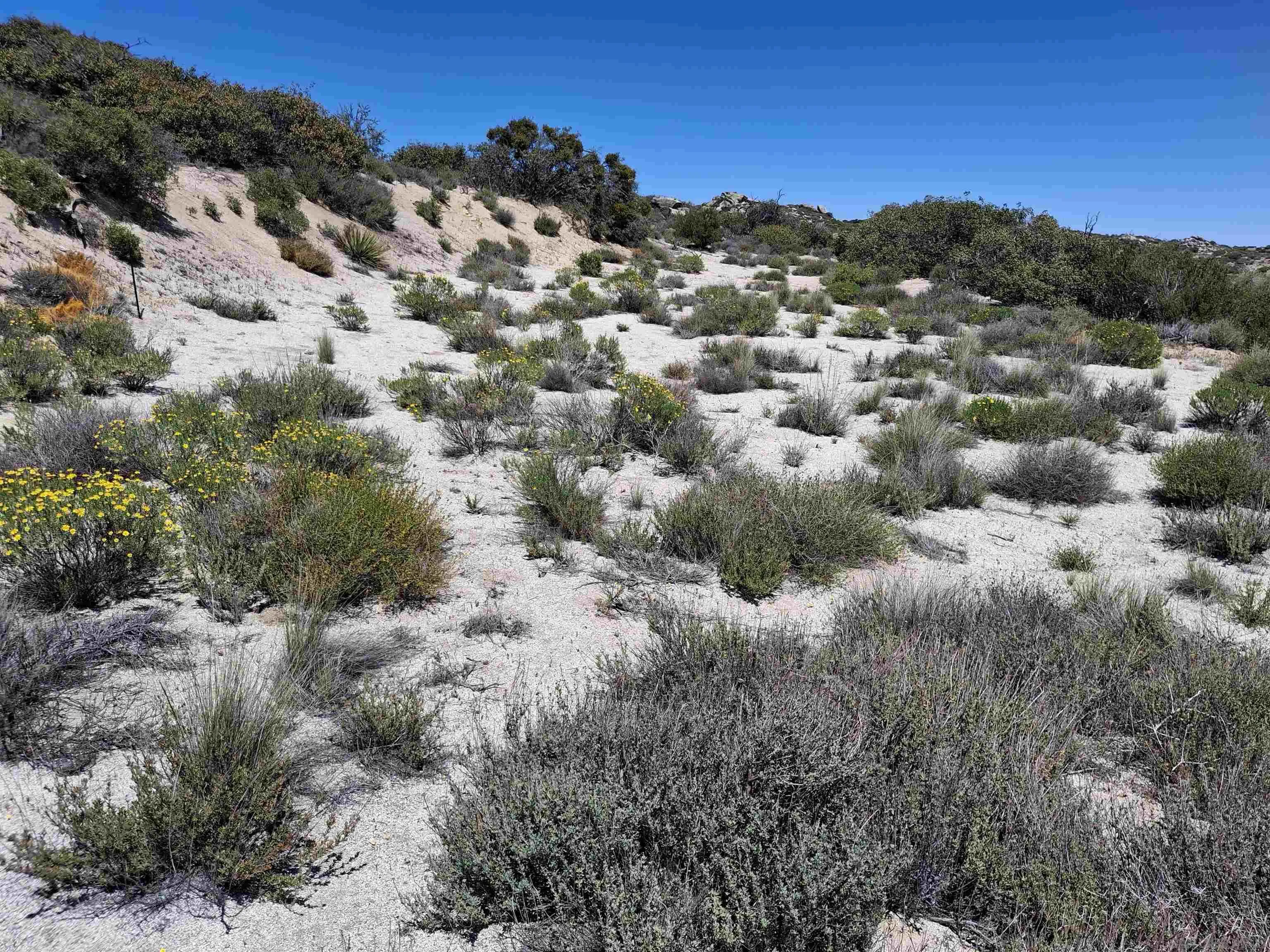 36151-old Wilso Old Wilson Road, Unit 23 Ranchita, CA 92066 - Photo 6 of 9 a view of a forest with mountains in the background