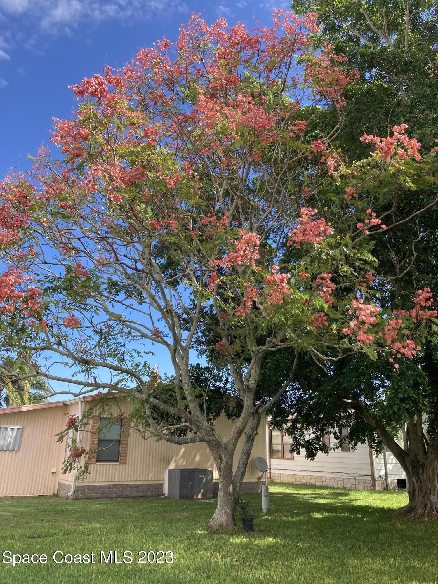 314 Loquat Drive Sebastian, FL 32976 - Photo 17 of 18 IMG-1322