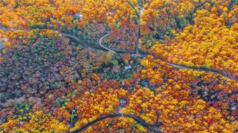 1405 Foxhound Trail Northeast Ranger, GA 30734 - Photo 29 of 48 a view of a tree