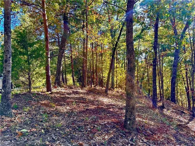 a view of a forest with trees