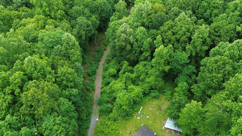 115 Calvender Road Turtletown, TN 37391 - Photo 17 of 23 a view of a lush green forest with lawn chairs and plants