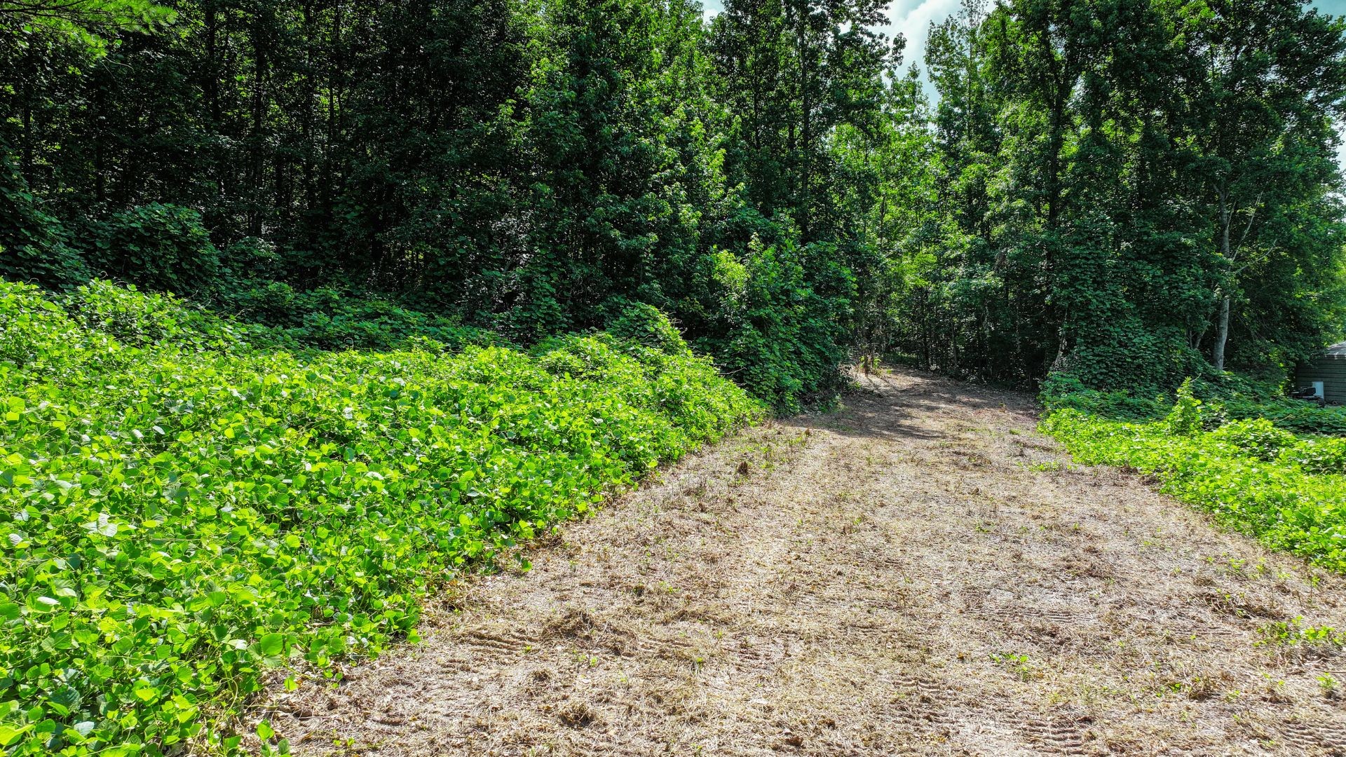 0 Davis Hollow Road Minor Hill, TN 38473 - Photo 13 of 23