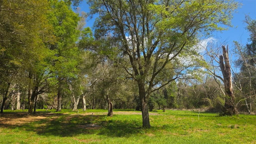 2140 St Johns River Road Astor, FL 32102 - Photo 13 of 13 a view of a trees in a park