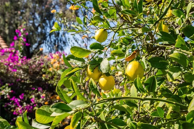 a close up of a white flower in a garden