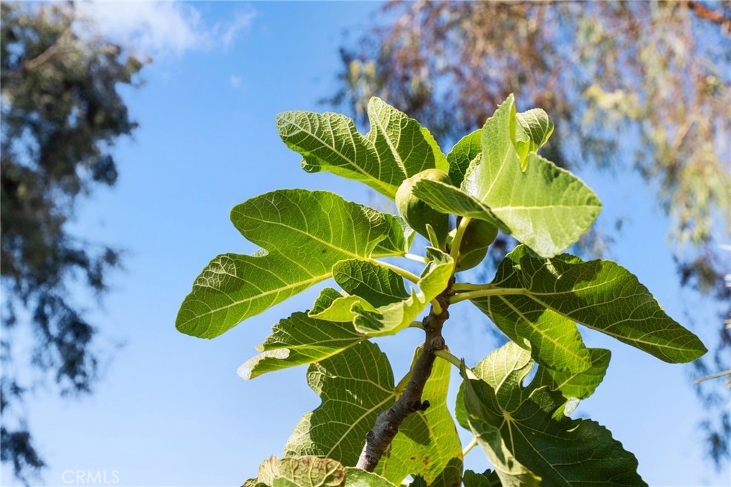 30006 Corte Cantera Temecula, CA 92591 - Photo 47 of 51