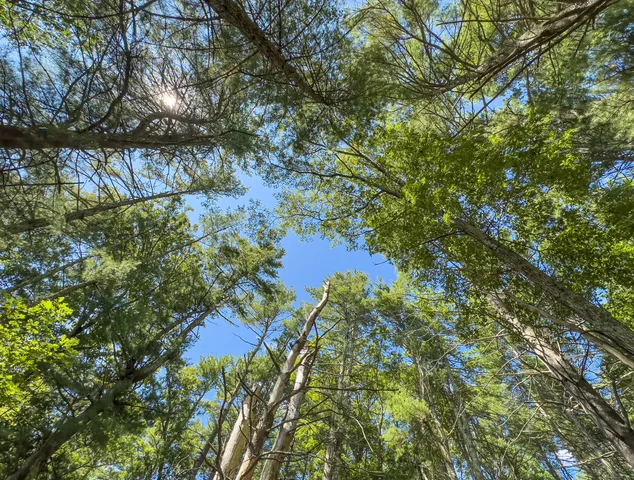 a big yard with lots of green space and trees