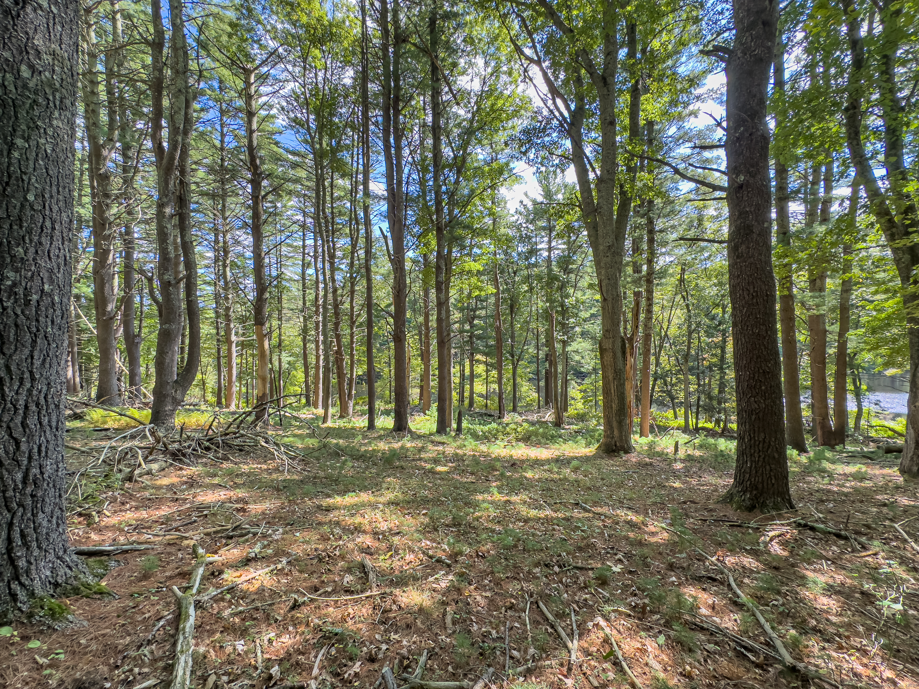 49 Stone Road Killingly, CT 06241 - Photo 14 of 20 a big yard with lots of green space and trees