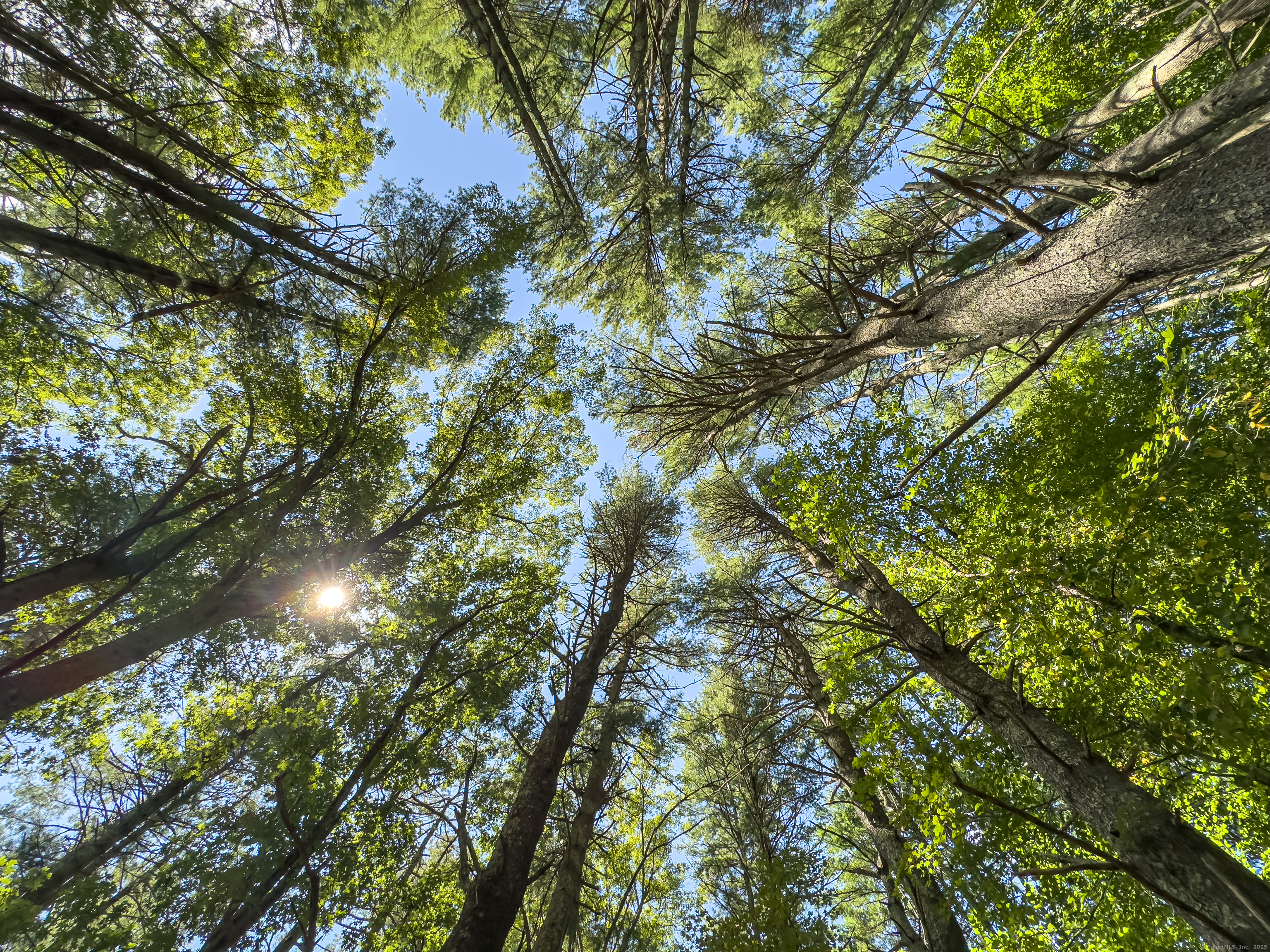 49 Stone Road Killingly, CT 06241 - Photo 8 of 20 a view of tree
