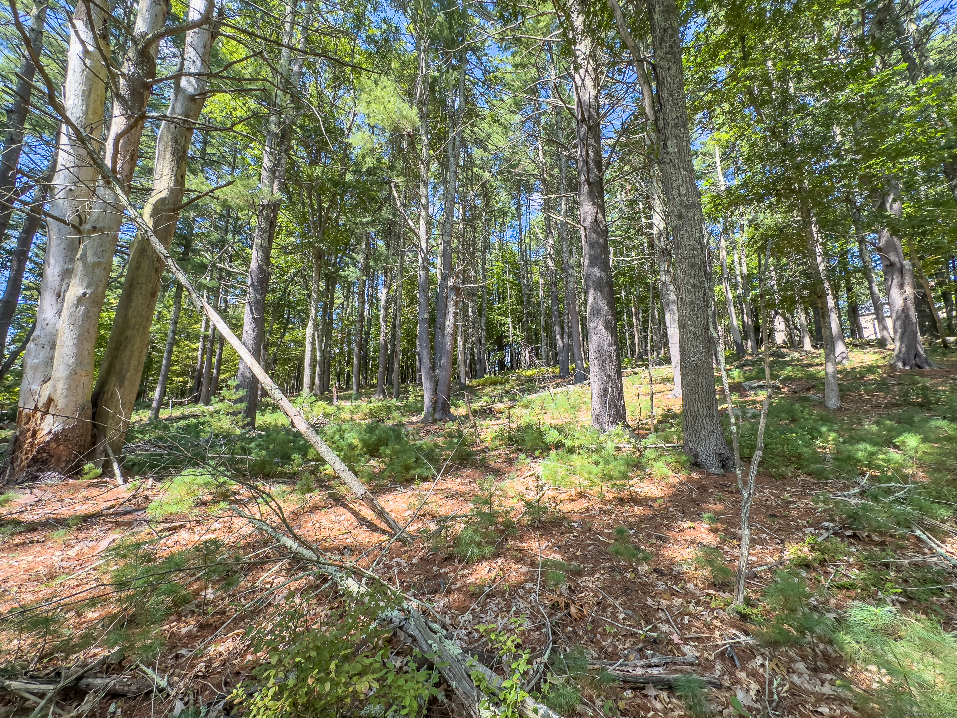 49 Stone Road Killingly, CT 06241 - Photo 10 of 20 a backyard of a house with lots of green space