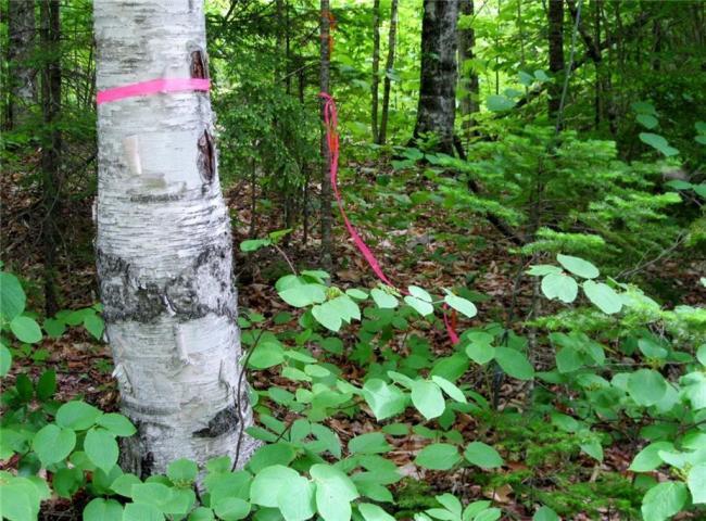 672 Concord Pond Road Sumner, ME 04292 - Photo 4 of 10 20180817004854267035000000-o