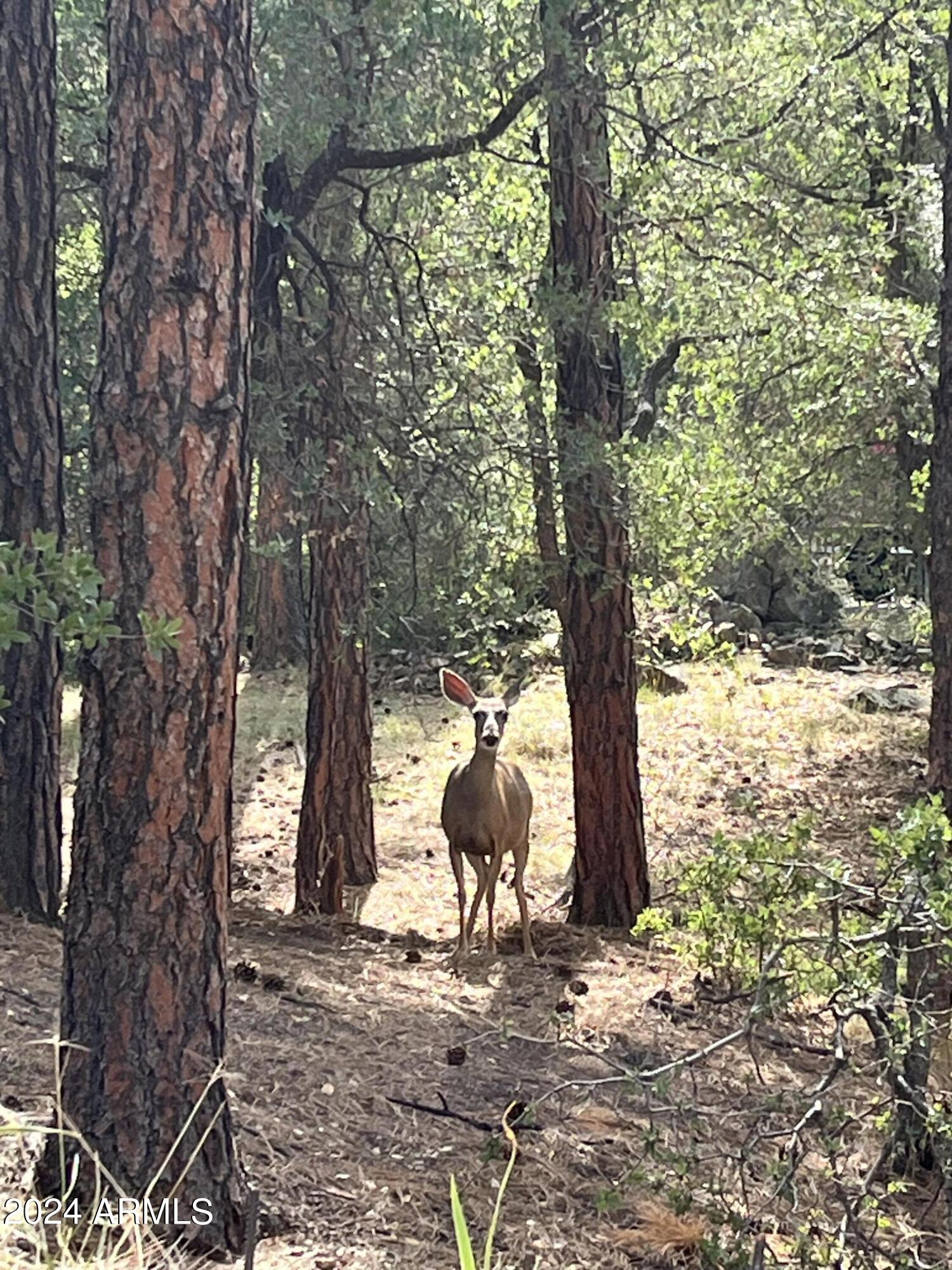 1820 Coyote Road Prescott, AZ 86303 - Photo 48 of 51 Wildlife