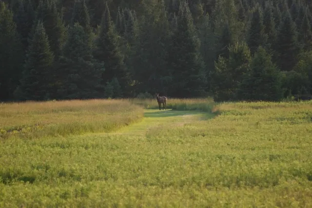 $599,000 | 12279 Stangle Road, Butternut, WI 54514