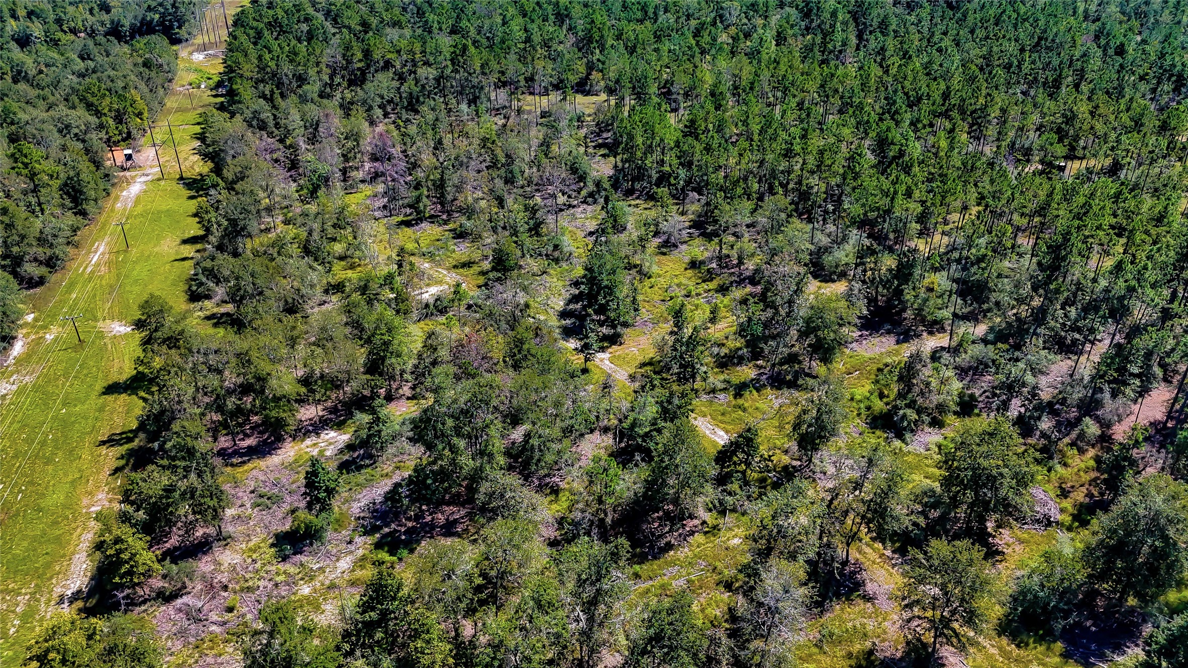287 Corrigan Tx 75939 Corrigan, TX 75939 - Photo 24 of 24 a view of a house with a lush green forest