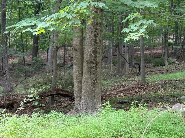 a view of a forest with trees