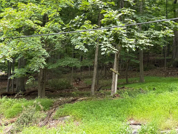 a view of a forest