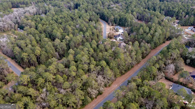 a view of a forest with a tree