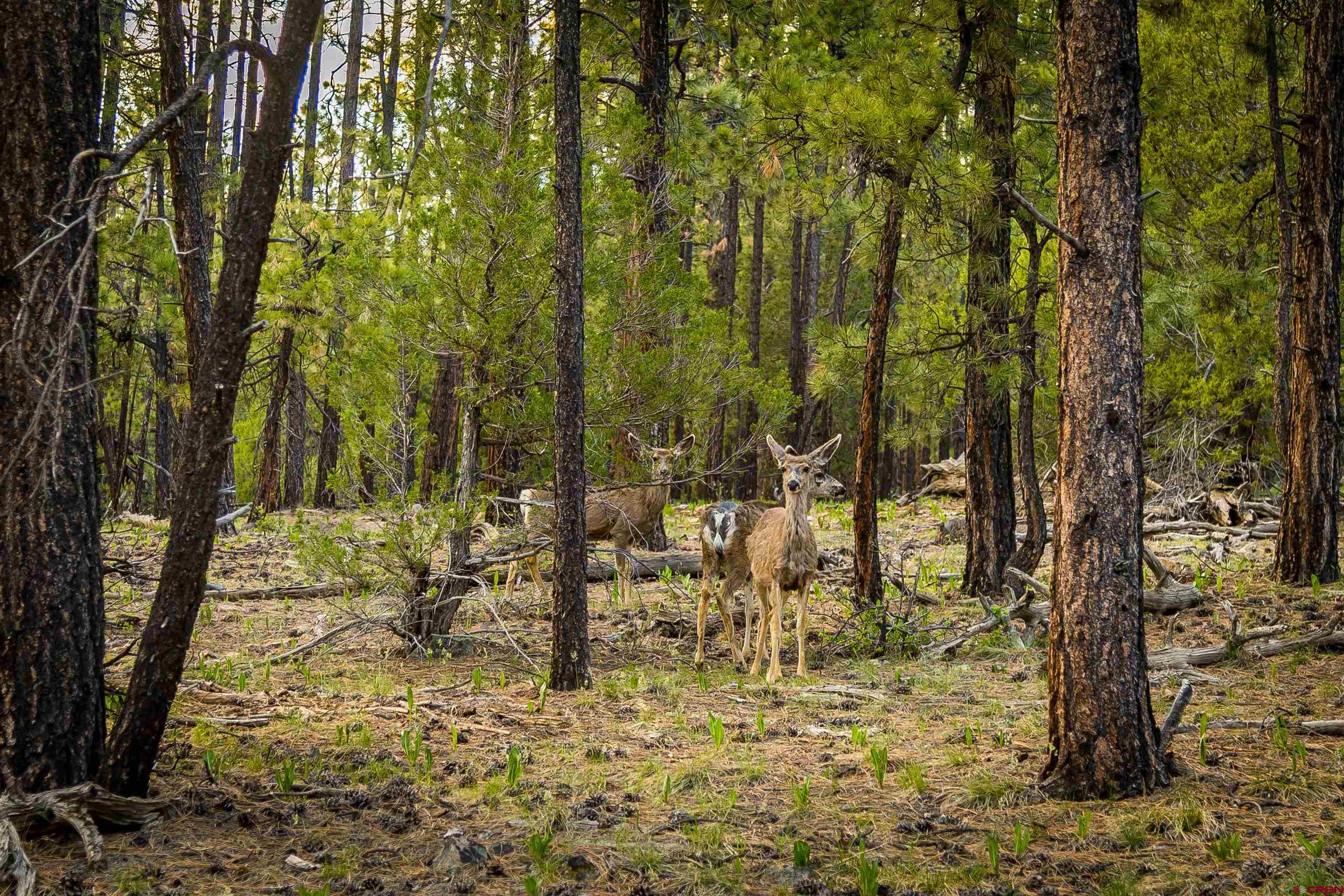 Tbd Durango Cliffs Drive Durango, CO 81301 - Photo 1 of 31