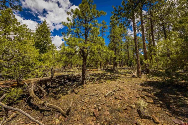 a view of a yard with trees