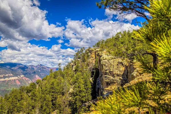 a view of a bunch of flowers