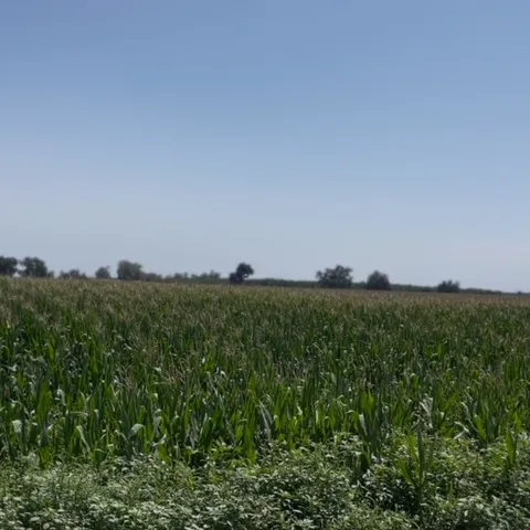 a view of a lush green field