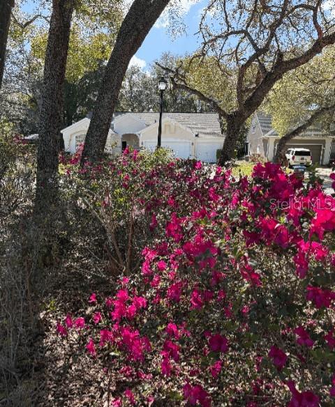 214 Chestnut Ridge Street Winter Springs, FL 32708 - Photo 3 of 68 a picture of flowers