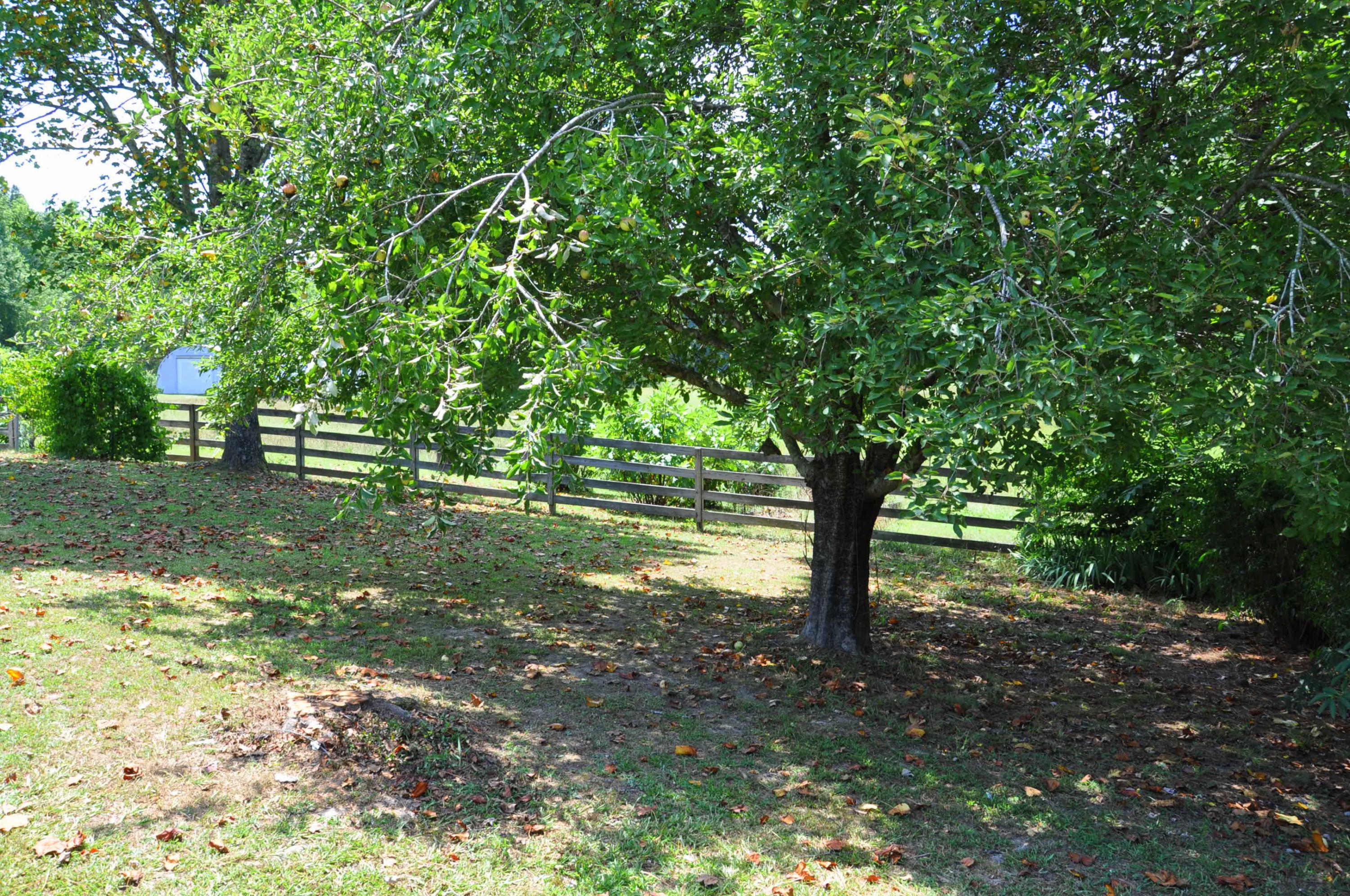 4472 North Marble Top Road Chickamauga, GA 30707 - Photo 36 of 50 Apple Tree