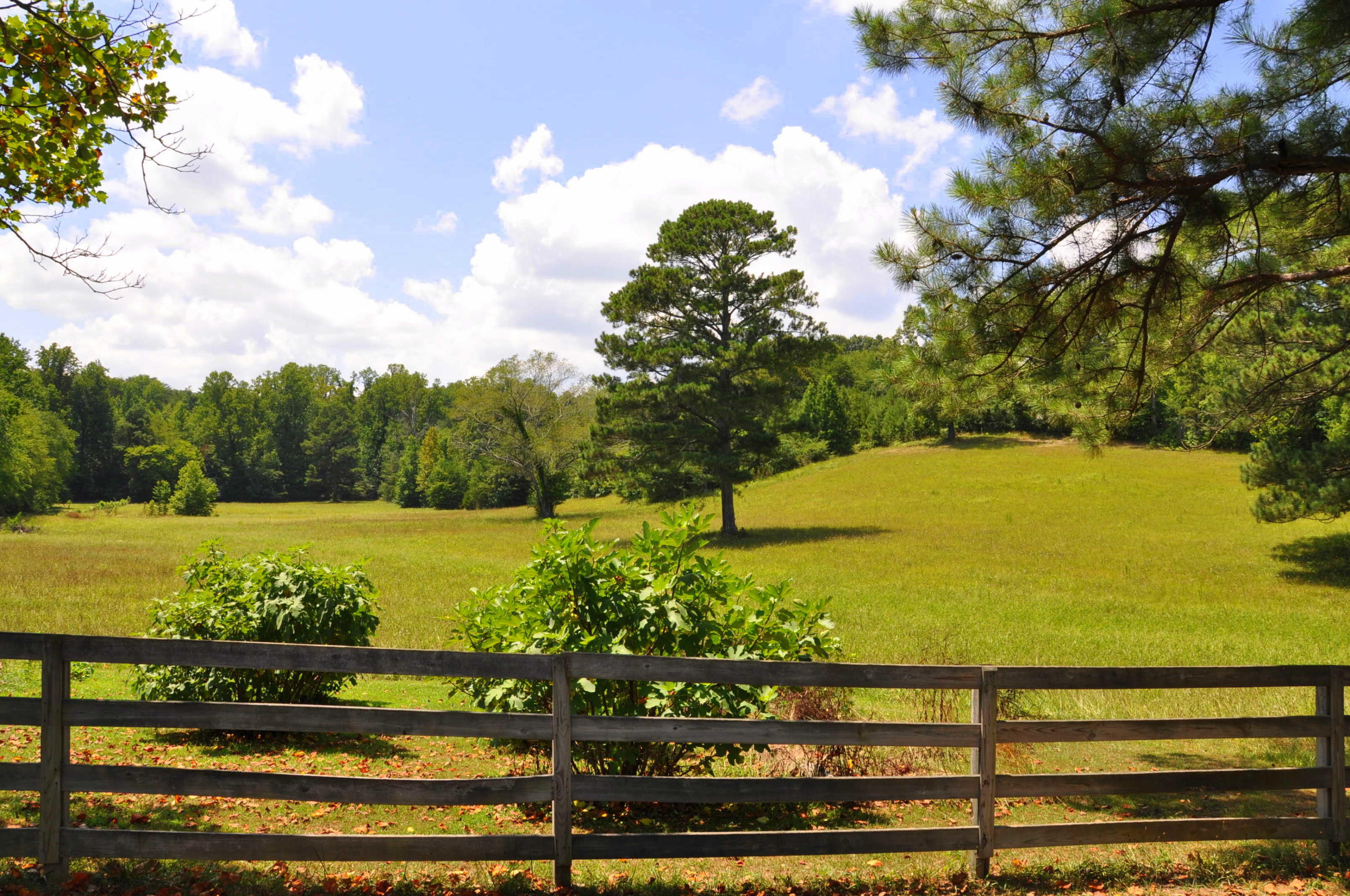 4472 North Marble Top Road Chickamauga, GA 30707 - Photo 46 of 50 Fig Trees and Back Pasture
