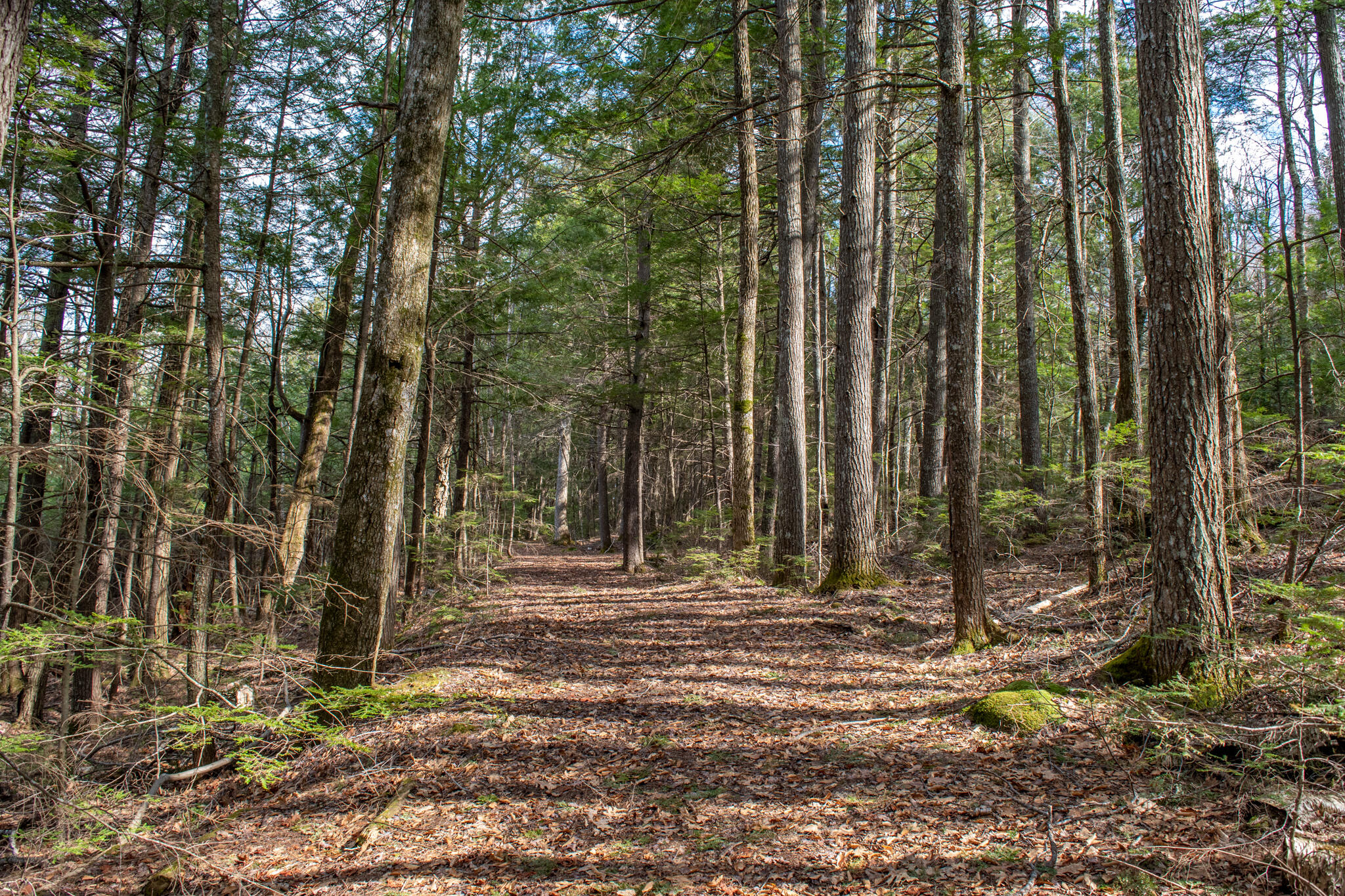 Lot 32 Porcupine Ridge Road Mount Vernon, ME 04352 - Photo 6 of 8 DSC_0031