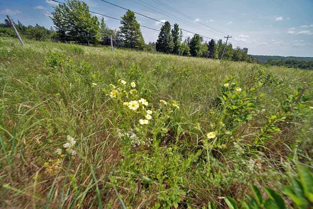 589 Springfield Road Danforth, ME 04424 - Photo 13 of 42 land-maine-pasture-farm