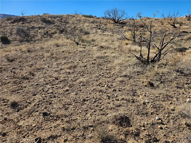 a view of a field with a tree in the background