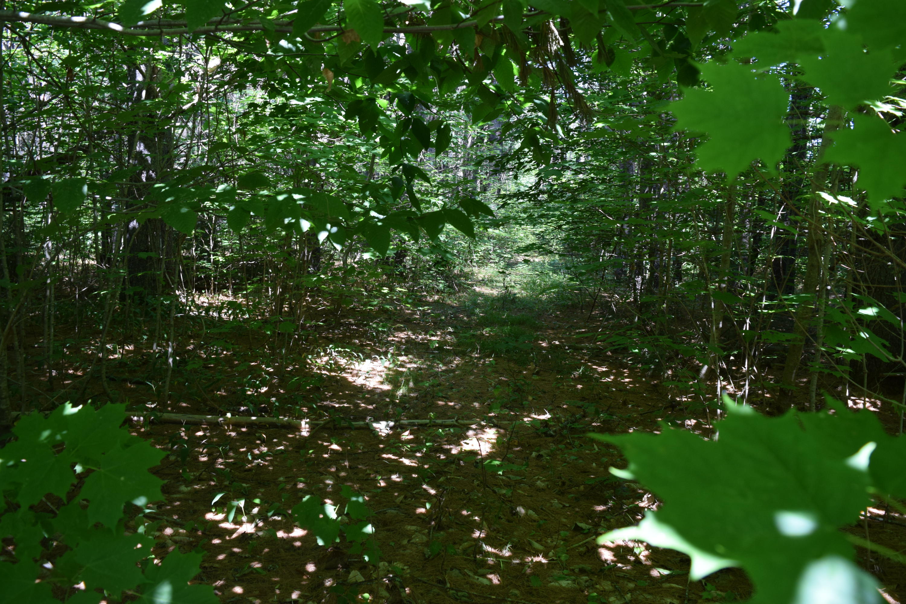 Lot 7 Waterford Road Harrison, ME 04040 - Photo 13 of 21 DSC_0011