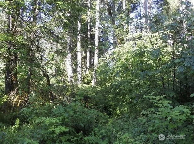 a view of a tree in a yard