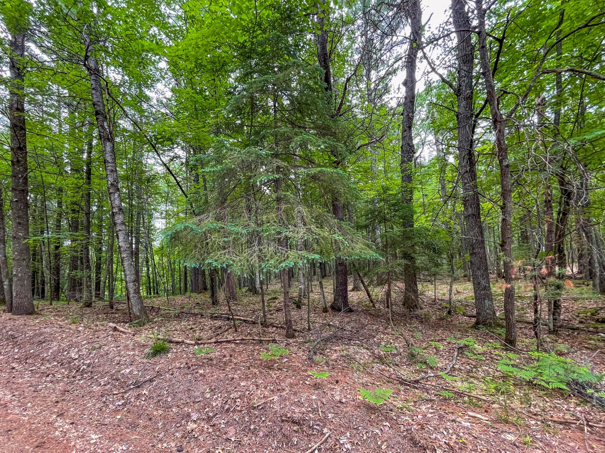 3-acres Bass Lake Loop Rhinelander, WI 54501 - Photo 14 of 22 Gallery Image 14