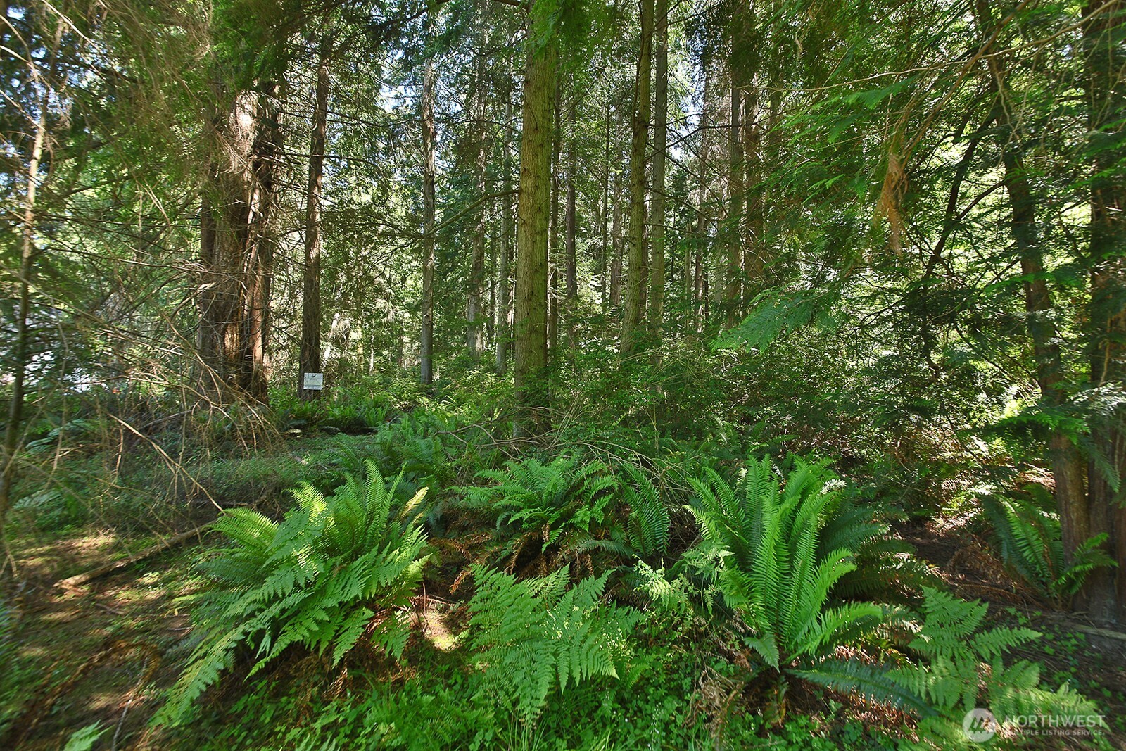 a view of a lush green forest