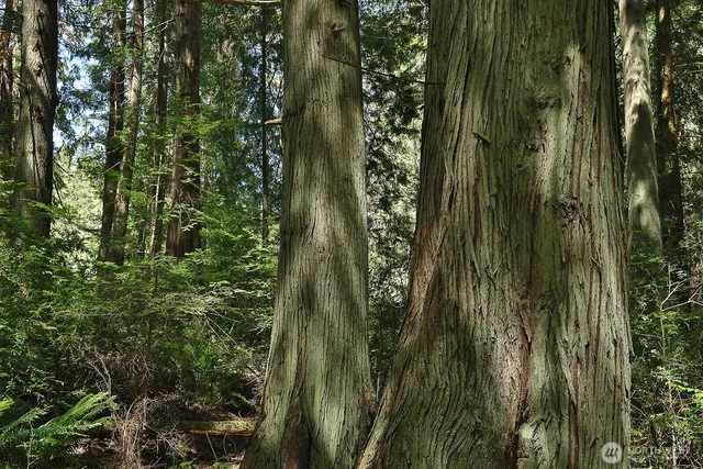 a close up of a plant in a garden