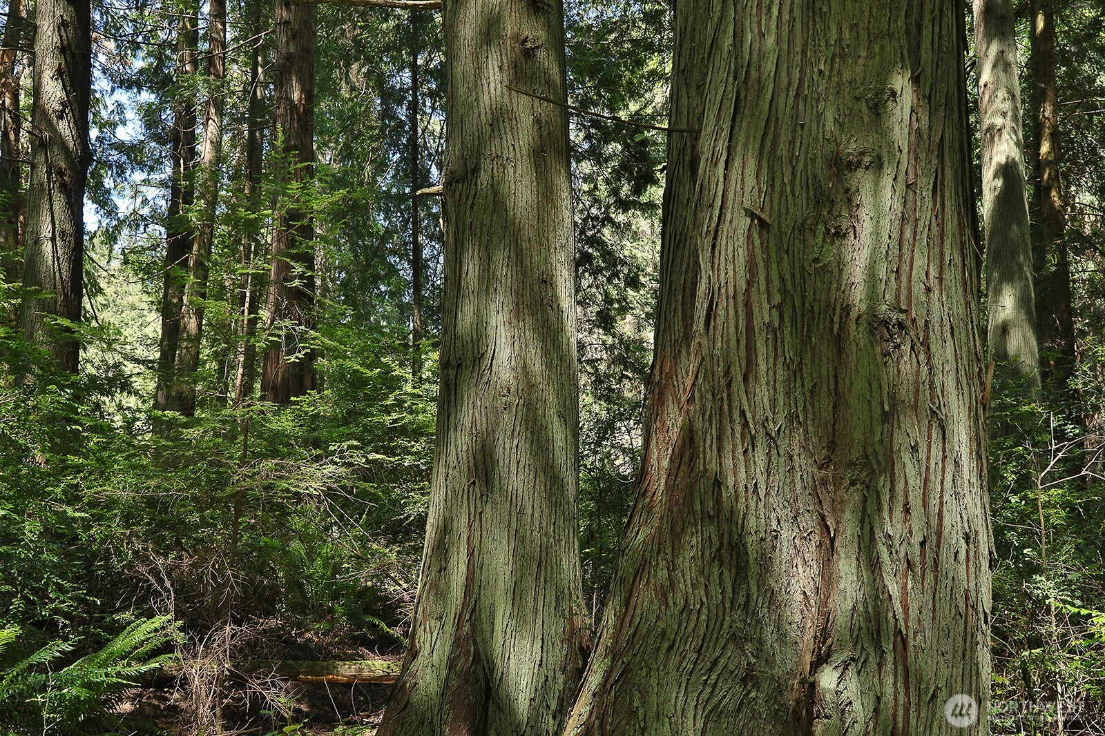 -xxx East Harbor Road Freeland, WA 98249 - Photo 11 of 29 a close up of a plant in a garden
