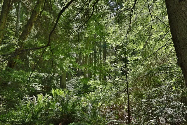 a view of a lush green forest