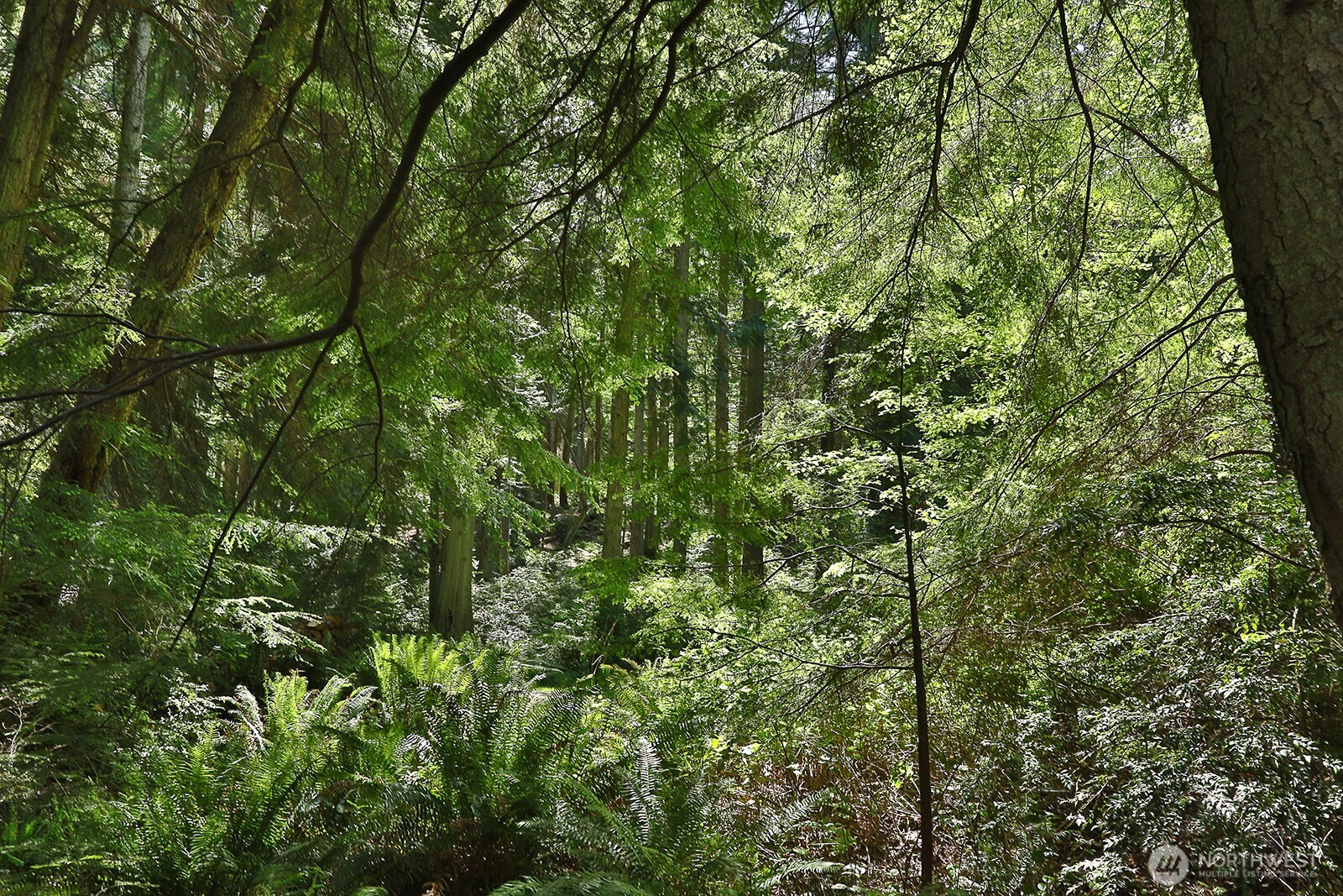 -xxx East Harbor Road Freeland, WA 98249 - Photo 12 of 29 a view of a lush green forest