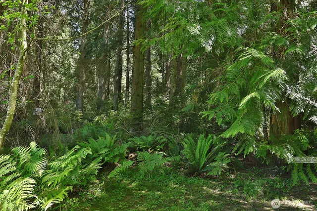 a view of a lush green forest