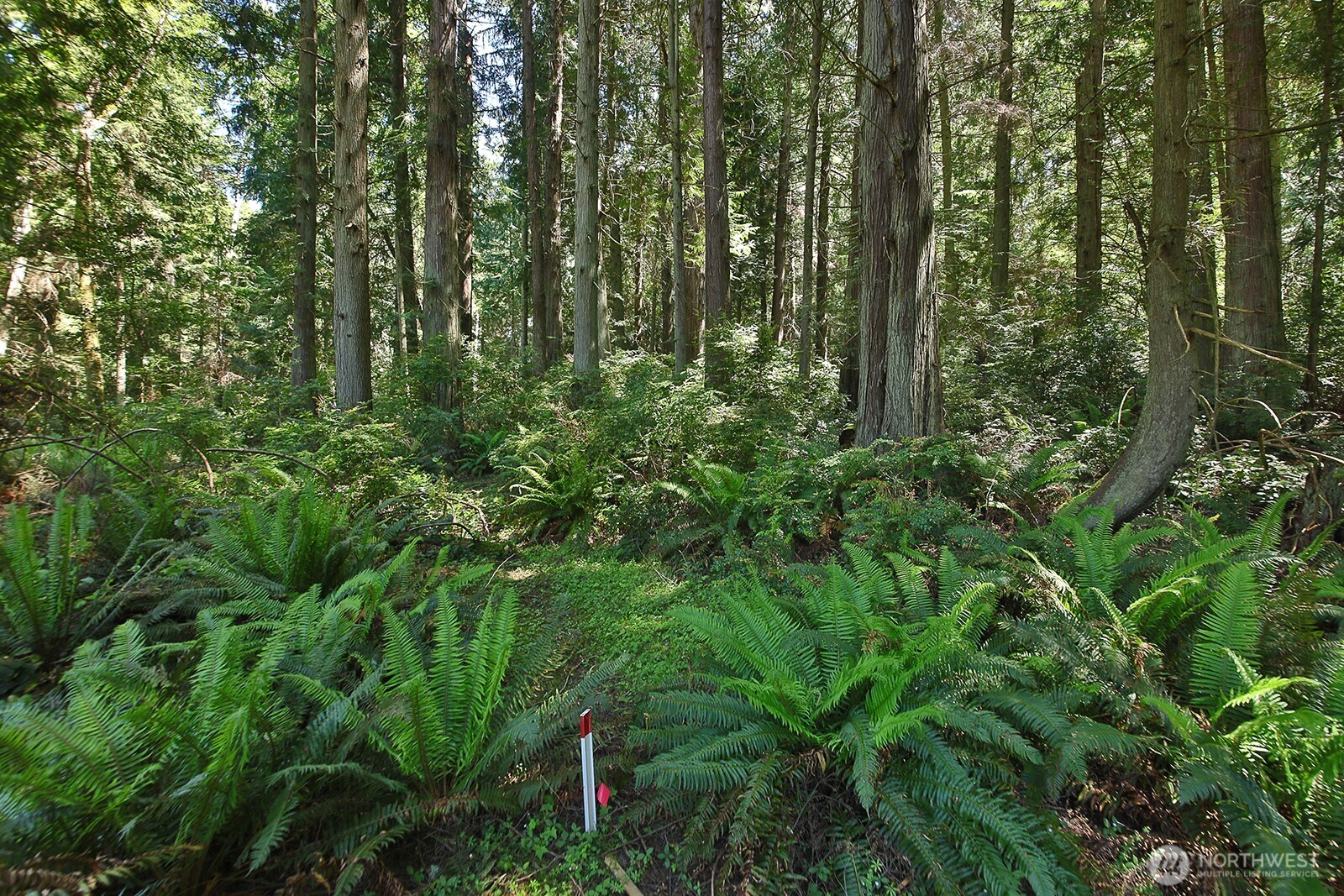 -xxx East Harbor Road Freeland, WA 98249 - Photo 2 of 29 a view of a lush green forest