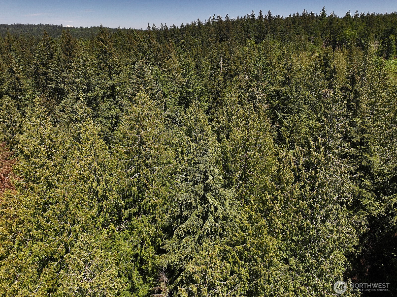 -xxx East Harbor Road Freeland, WA 98249 - Photo 26 of 29 a view of a forest with a tree