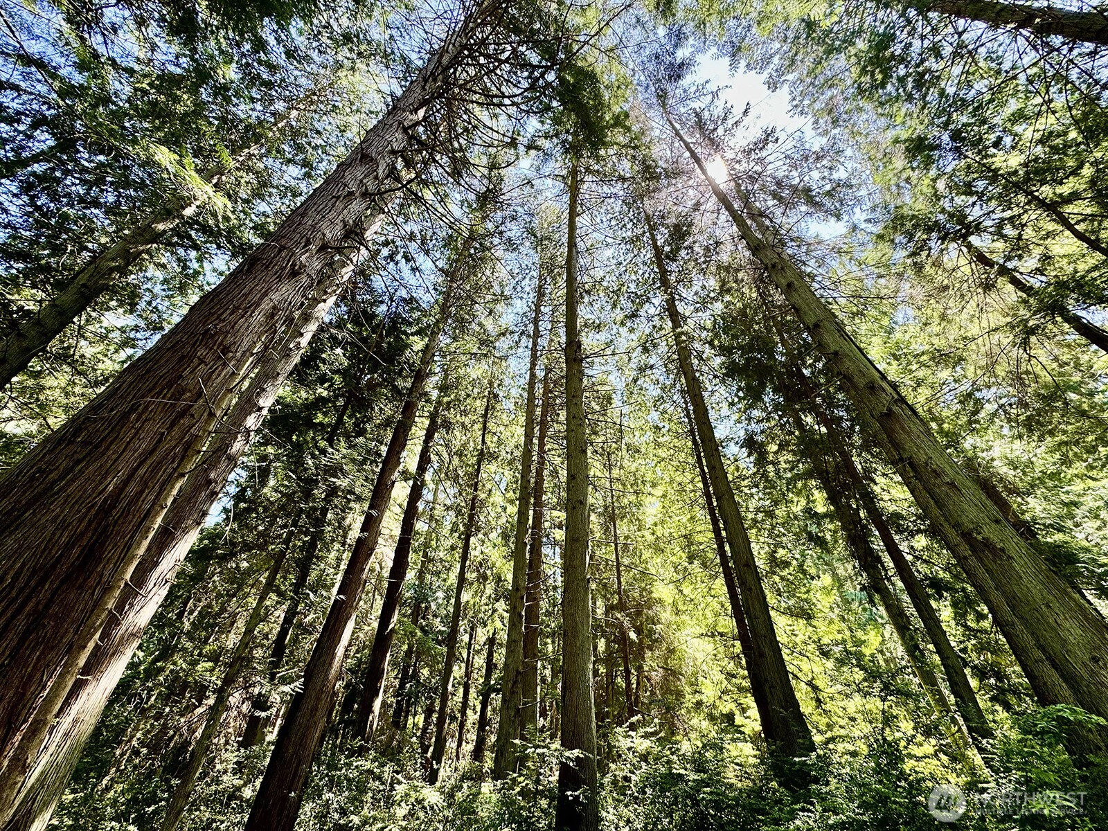 -xxx East Harbor Road Freeland, WA 98249 - Photo 27 of 29 a view of forest