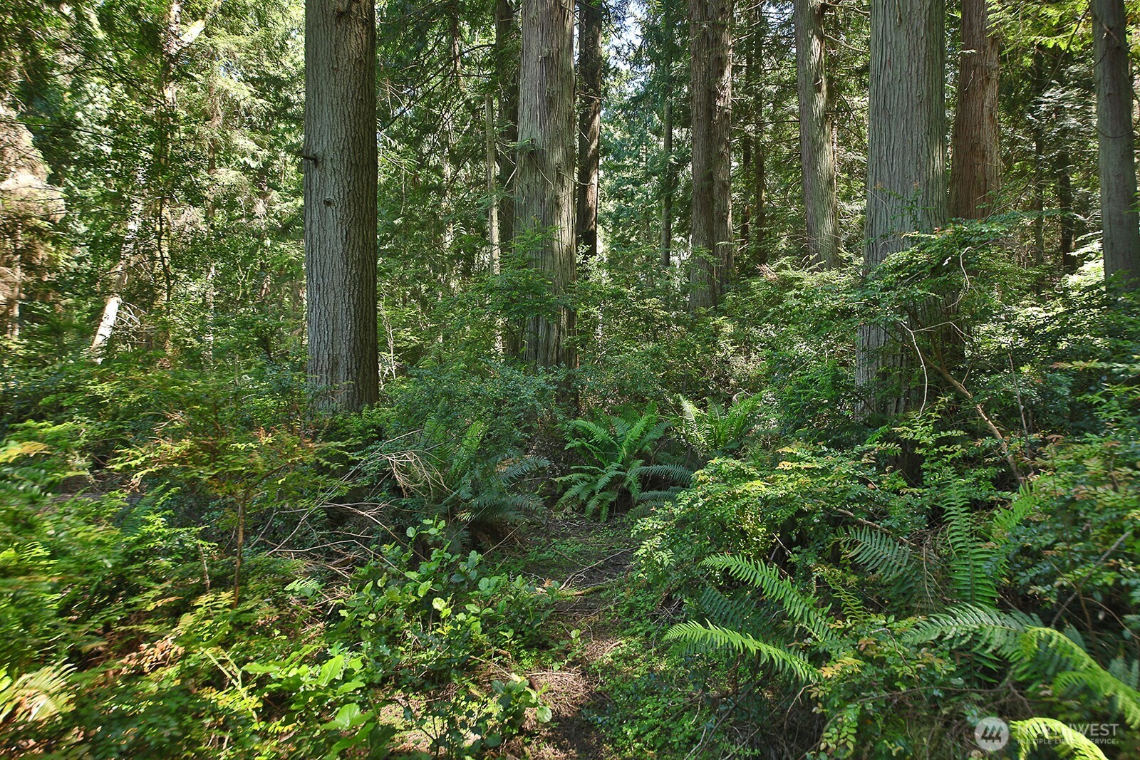 -xxx East Harbor Road Freeland, WA 98249 - Photo 3 of 29 a view of a lush green forest