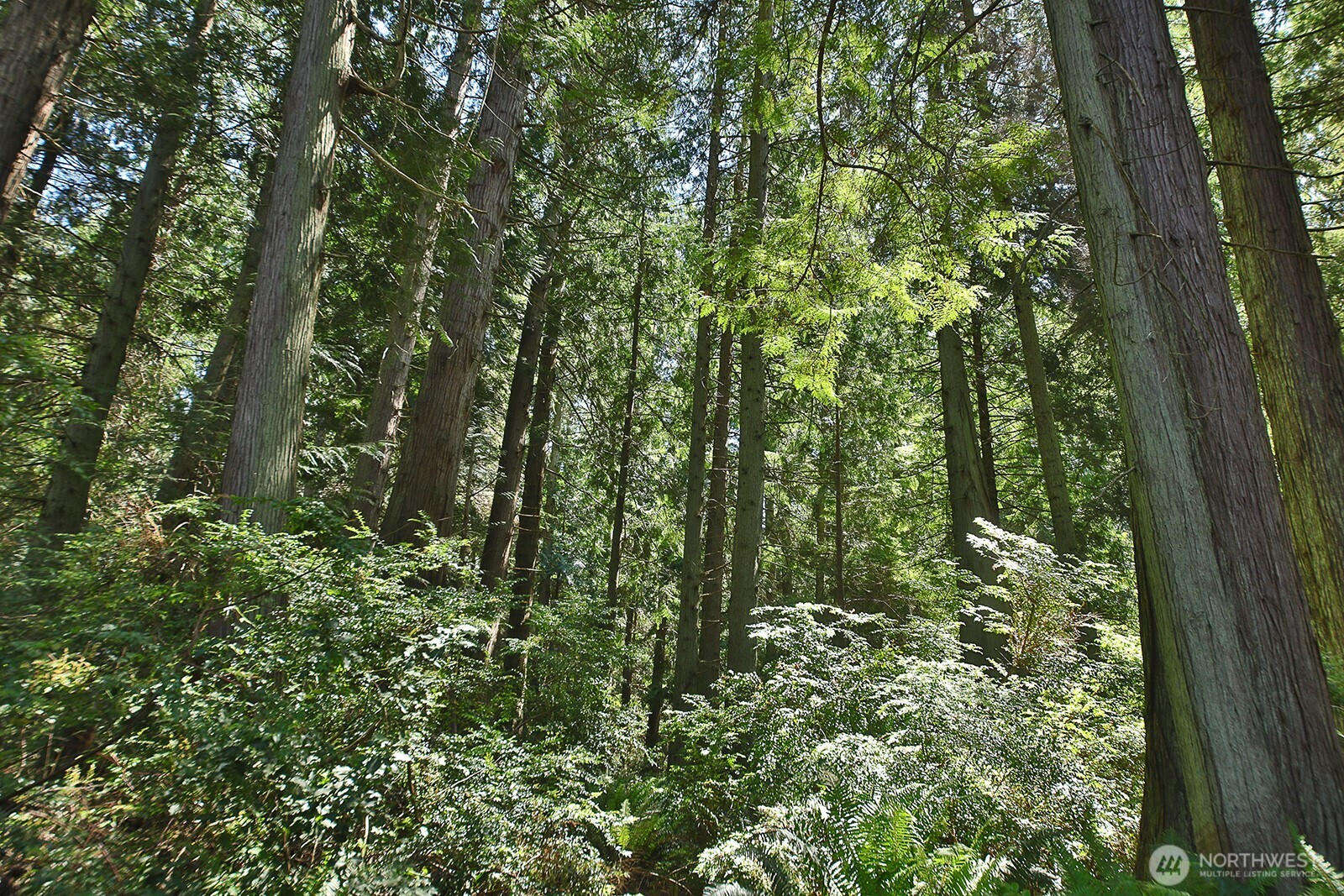 -xxx East Harbor Road Freeland, WA 98249 - Photo 4 of 29 a view of a lush green forest