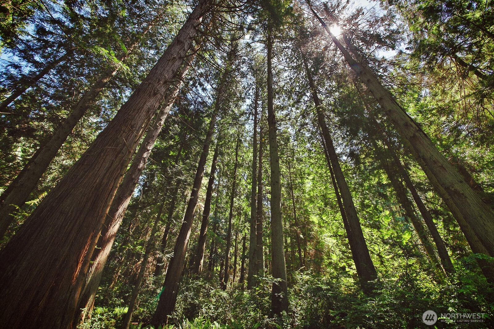 -xxx East Harbor Road Freeland, WA 98249 - Photo 5 of 29 a yard with tall trees