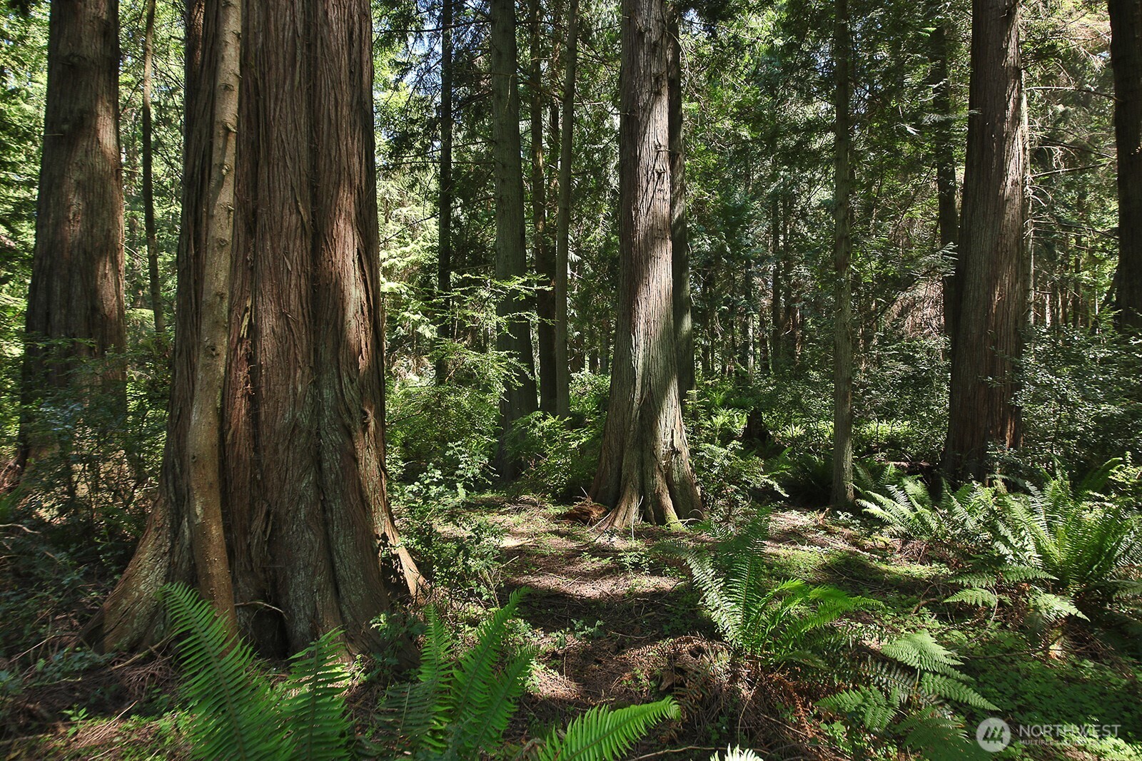 -xxx East Harbor Road Freeland, WA 98249 - Photo 6 of 29 a view of backyard with green space