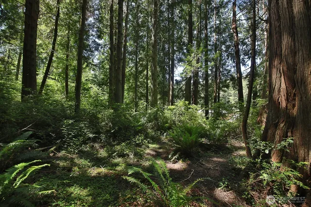 a view of a forest with trees